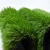 Import Manufacturer Outdoor Green Lawn Artificial Grass Carpet Home Decor Artificial Grass from China