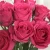 Import Mother&#39;s Day flower red fresh cut flower rose from China