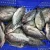Import Nature Feature High Quality Whole Frozen Type Black Tilapia from China