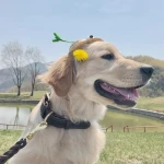 OEM Custom Adjustable PU Leather Personalize Padded Comfort Leather Pet Collars Leather Dog Collar Dog Collars In Bulk
