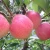 Import Organic Delicious Fresh Apple Fruit from China