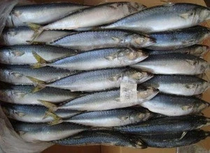 Pacific mackerel frozen spanish mackerel seafood
