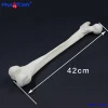 PNT-7001 high quality life size thighbone femur bone model