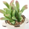 Pot Decoration Home Accessories Customized 6 Styles Plastic 12 Cm High Mini Plants Artificial Succulent Bonsai Potted Plant