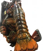 Quality Pacific Canadian Red Lobsters