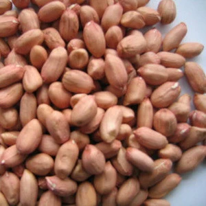Red Skin Peanuts / Blanched Peanut Kernels / Roasted and Salted Redskin Peanuts for sell