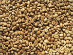 robusta coffee bean