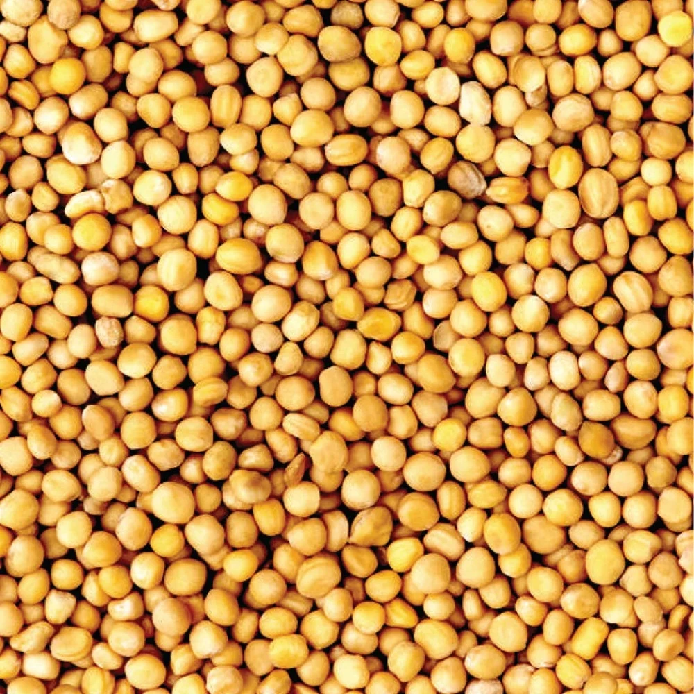 Russian chickpea agricultural crop in big bags