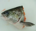SALMON HEAD