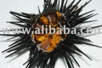 Sea Urchin
