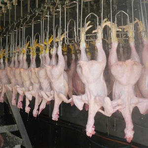 Small chicken slaughterhouse 500BPH poultry processing line slaughtering equipment