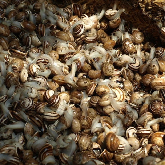 Snails (Escargots) FROZEN SNAIL/FRESH EDIBLE SNAILS