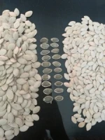 Snow White Pumpkin Seeds / pumpkin seeds kernel