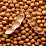SOYBEANS / SOYA BEANS