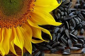Sunflower Kernels/Best quality/ competitive price /fast delivery time