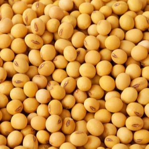 Top quality Non GMO Soybean Yellow/ Non-GMO Soya /Soja/ Soybeans for Human Consumption USA