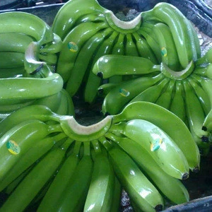Tropical plantains/ Green banana/ Fresh green bananas for sale