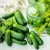 Import VIETNAM PICKLED GHERKIN IN NATURAL VINEGAR | BABY CUCUMBER IN JAR ( DRUM ) | DILL PICKLES BOATSWITH HIGH QUALITY AND CHEAP from Vietnam