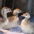 Import Well breed Ostrich chicks and fertile ostrich eggs/Parrots chick and Fertile Eggs from China