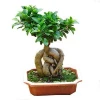 Wholesale ficus microcarpa / ficus bonsai with nice leaves