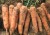 Wholesale Whole Fresh Carrot