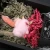 Import YWMY014 RDT Wholesale Valentines Day Birthday Gift Forever Love Dried Flower with Rabbit Doll for Home Living Room Decoration from China