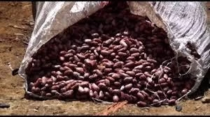 100% Cocoa Bean Price Per Kg High Quality Raw Cocoa Bean Organic Cacao Bean/premium quality coca