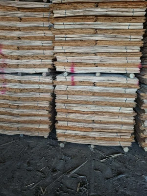 Eucalyptus core veneer for plywood production