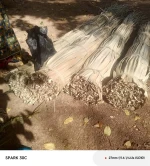 SISAL FIBRE (UNPROCESSED)