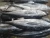 Import Frozen Black Pomfret sellers , seafood from Pakistan , fish from Pakistan from Pakistan