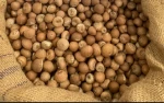 Betel Nut or Areca Nut