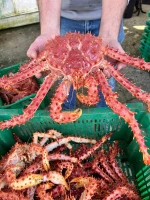 king crab