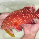 Live / Frozen Red Coral Trout Grouper (Plectropomus Leopardus)