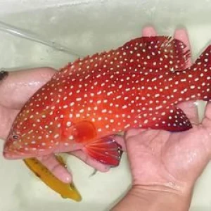 Live / Frozen Red Coral Trout Grouper (Plectropomus Leopardus)