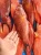 Import Live / Frozen Red Coral Trout Grouper (Plectropomus Leopardus) from Indonesia