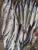 Import Frozen Black Pomfret sellers , seafood from Pakistan , fish from Pakistan from Pakistan