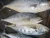 Import Frozen Black Pomfret sellers , seafood from Pakistan , fish from Pakistan from Pakistan