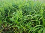 Pandan leaves