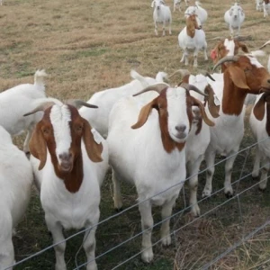 100% Full Blood Boer Goats, Live Sheep, Goats and Cattle