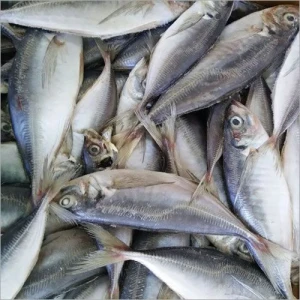 Frozen Horse Mackerel