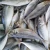 Import Frozen Horse Mackerel from India