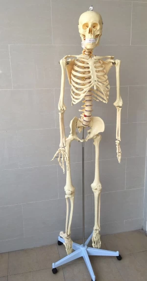 170cm Life Size Man Human Anatomical Anatomy Skeleton Medical Teach Mode.