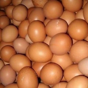 Best Quality Organic Fresh Chicken Table Eggs Available