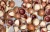 Import Macadamia Nuts with Best Quality from South Africa