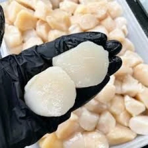 FROZEN RAW SCALLOP MEAT