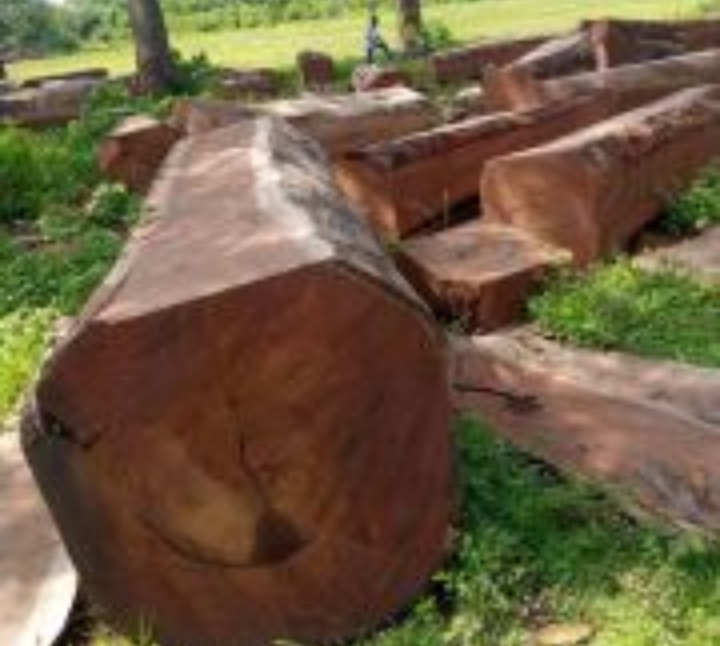 Buy Square Logs from Hammerlex International Limited, Nigeria ...