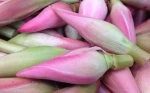 Torch Ginger