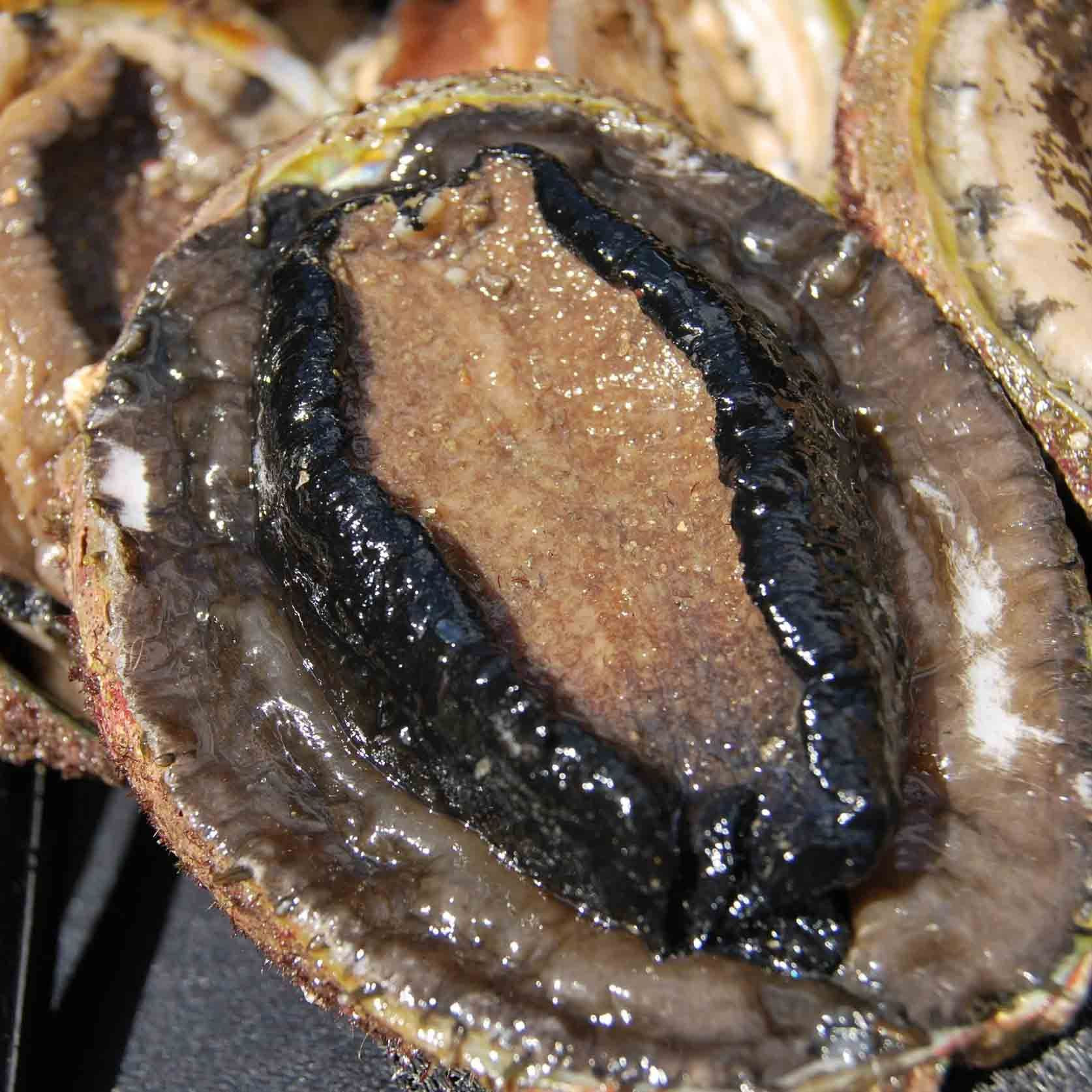 Buy Frozen Dried Abalone Shellfish Premium Agriculture Product from AG ...