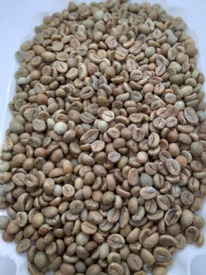 Robusta Green Beans Lampung