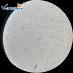 100 Kinds Educational Microbiology Microscope Prepared Slides Set in School